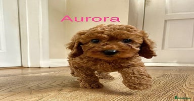 Cockapoo dogs - Advert 11