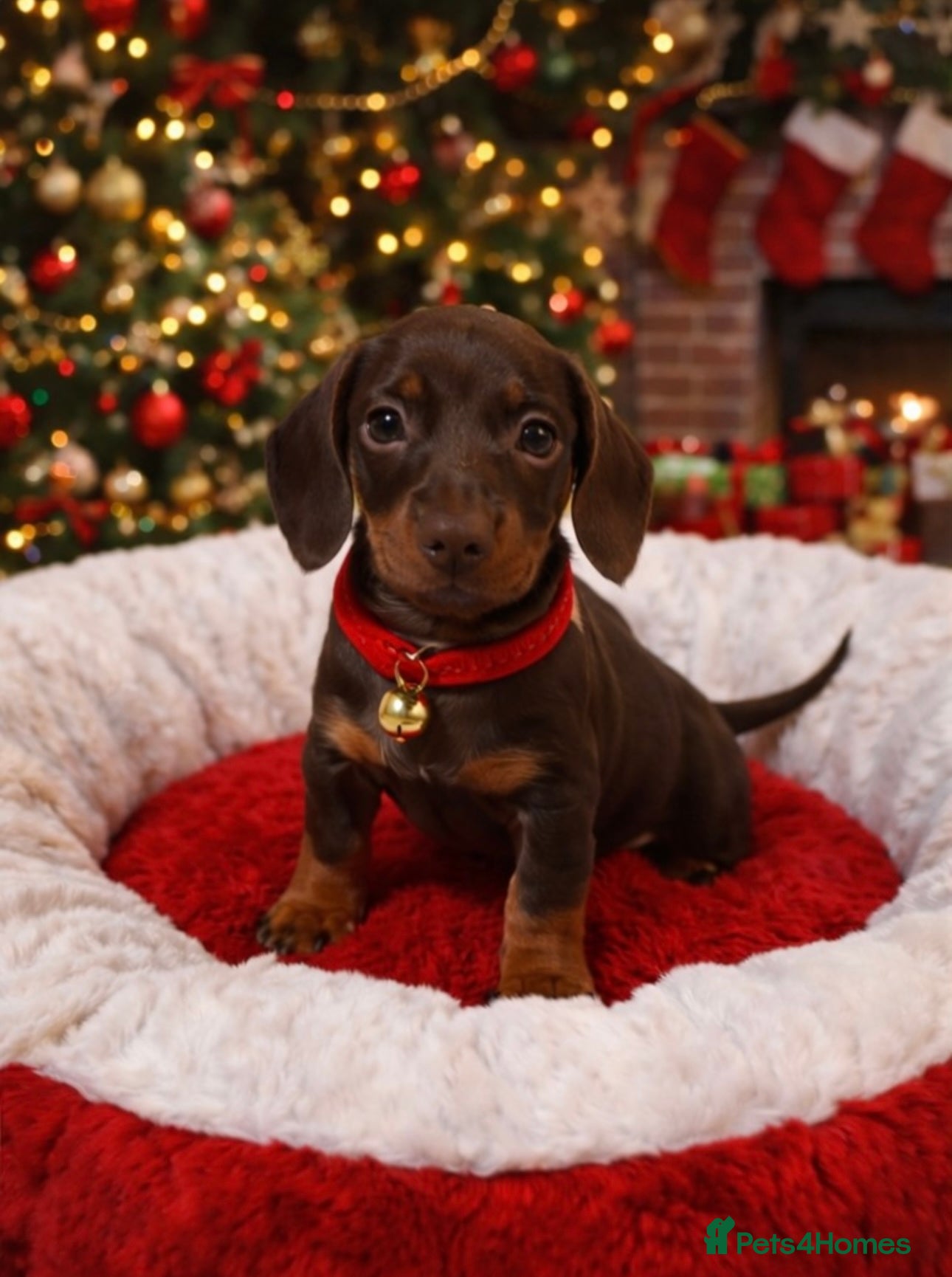 Dachshund dogs Dachshund puppies (2 LEFT) - Advert 13