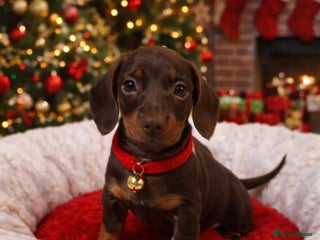 Dachshund dogs Dachshund puppies (2 LEFT) - Advert 13