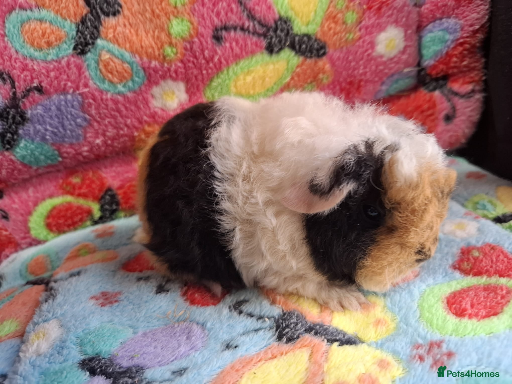 Guinea Pig rodents Baby Boars In Different Breeds  - Advert 10