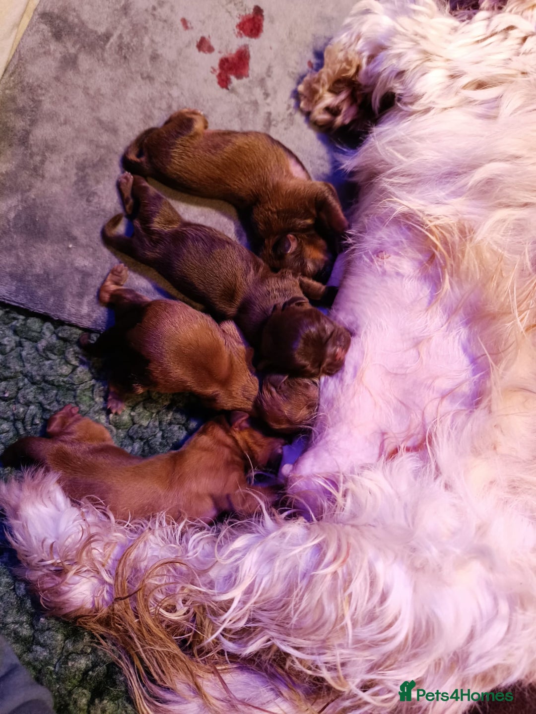 Shih Tzu dogs for sale: Imperial shih-tzus - Advert 6