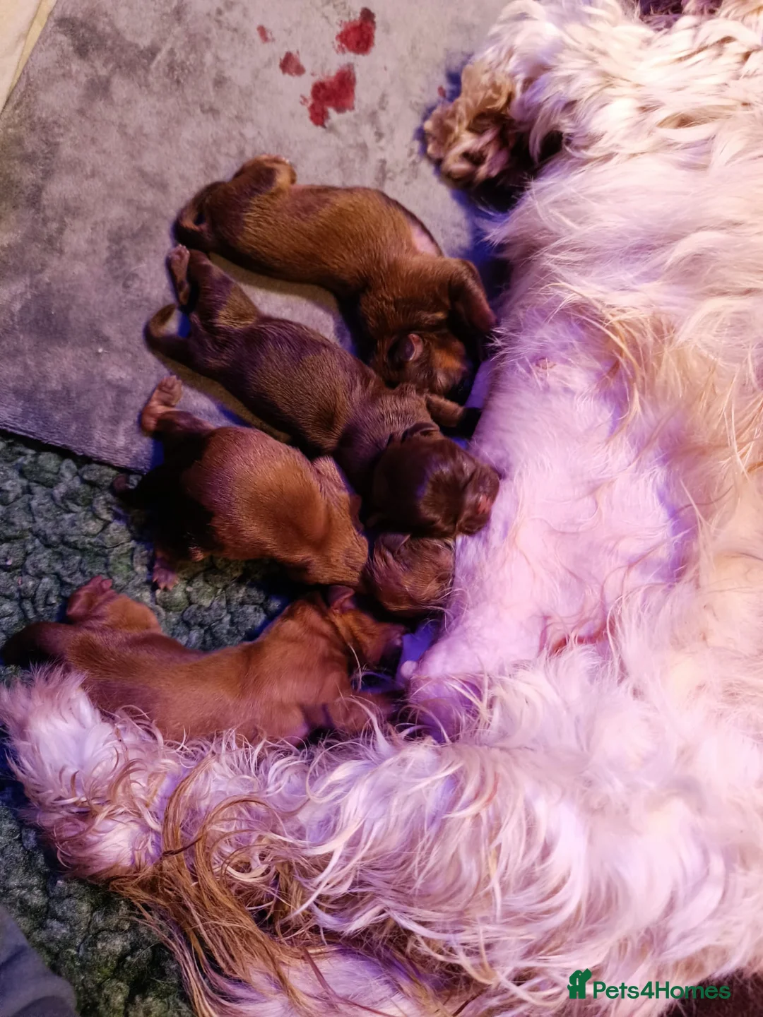 Shih Tzu dogs for sale: Imperial shih-tzus one cream boy left - Advert 13