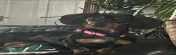 Dachshund dogs for sale: Caring home needed  - Advert 1