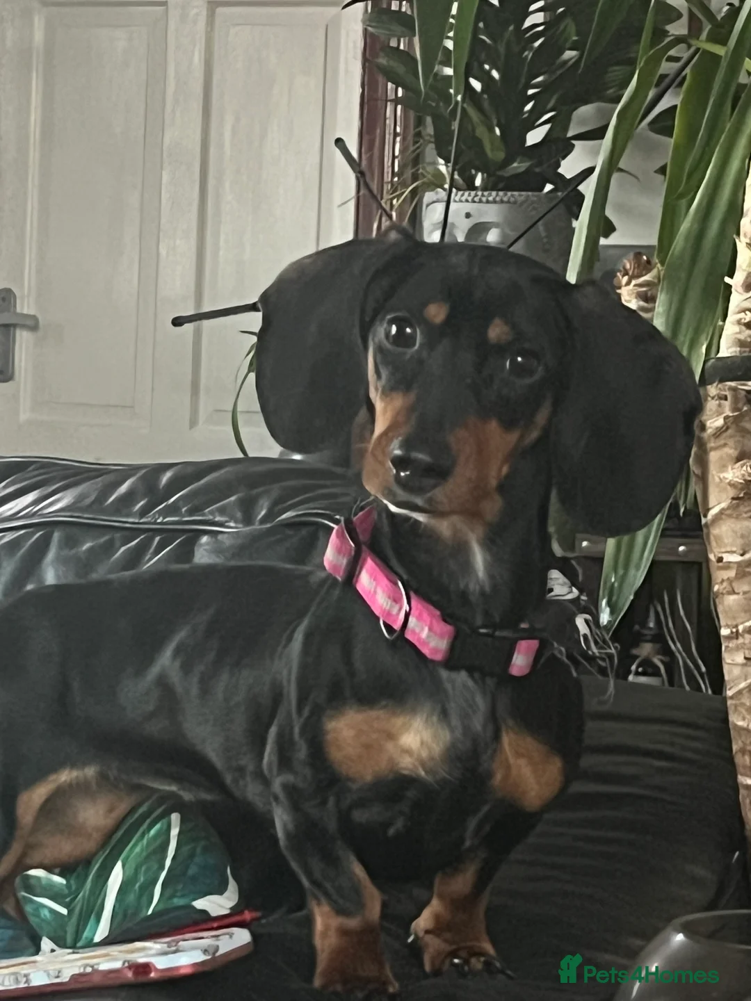 Dachshund dogs for sale: Caring home needed  - Advert 1