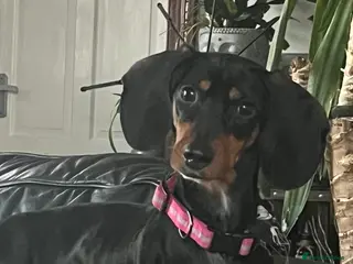 Dachshund dogs Caring home needed - Advert 1