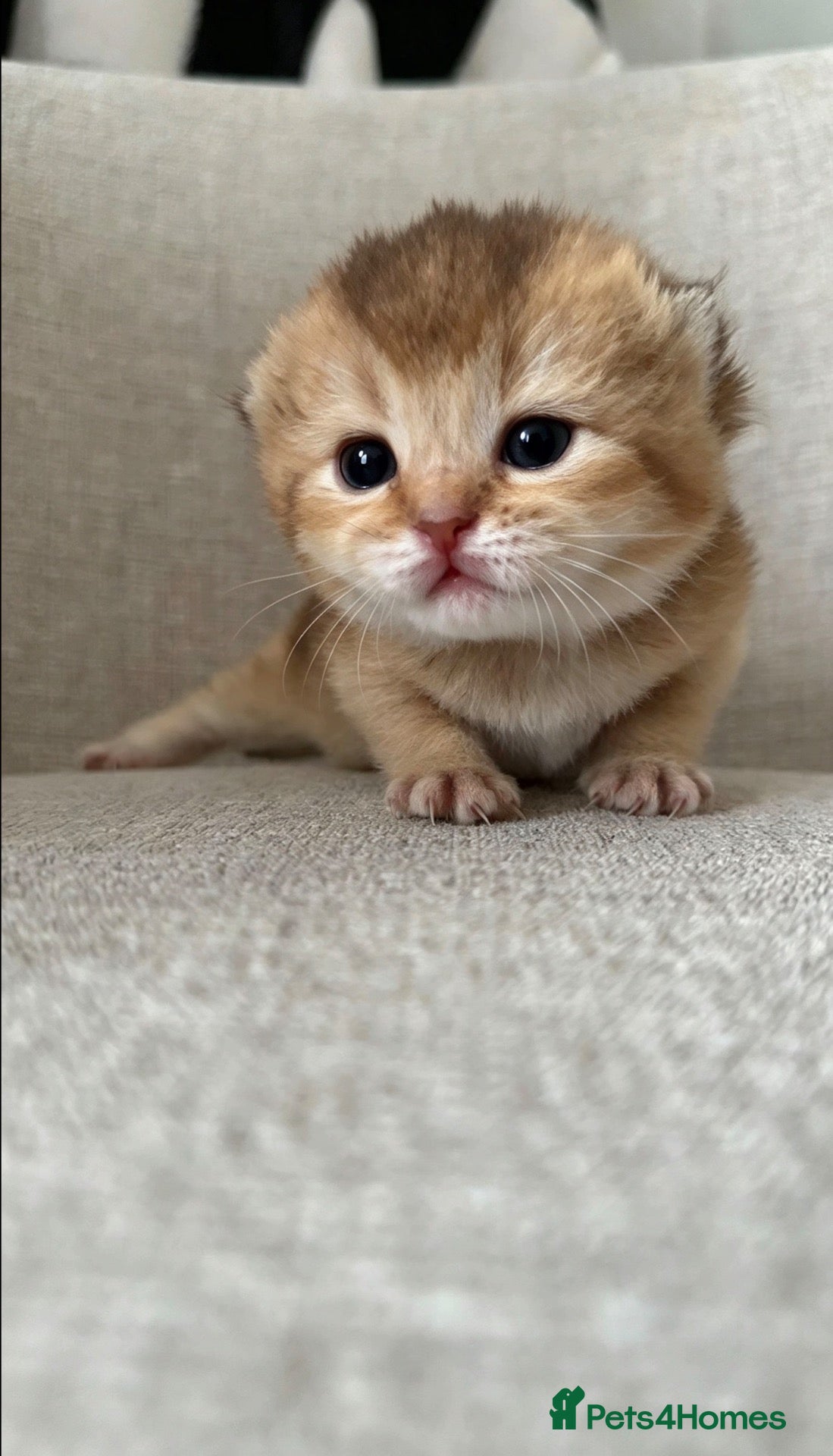 British Shorthair cats 🐾British Shorthair Golden Shaded Kittens🐾 - Advert 1