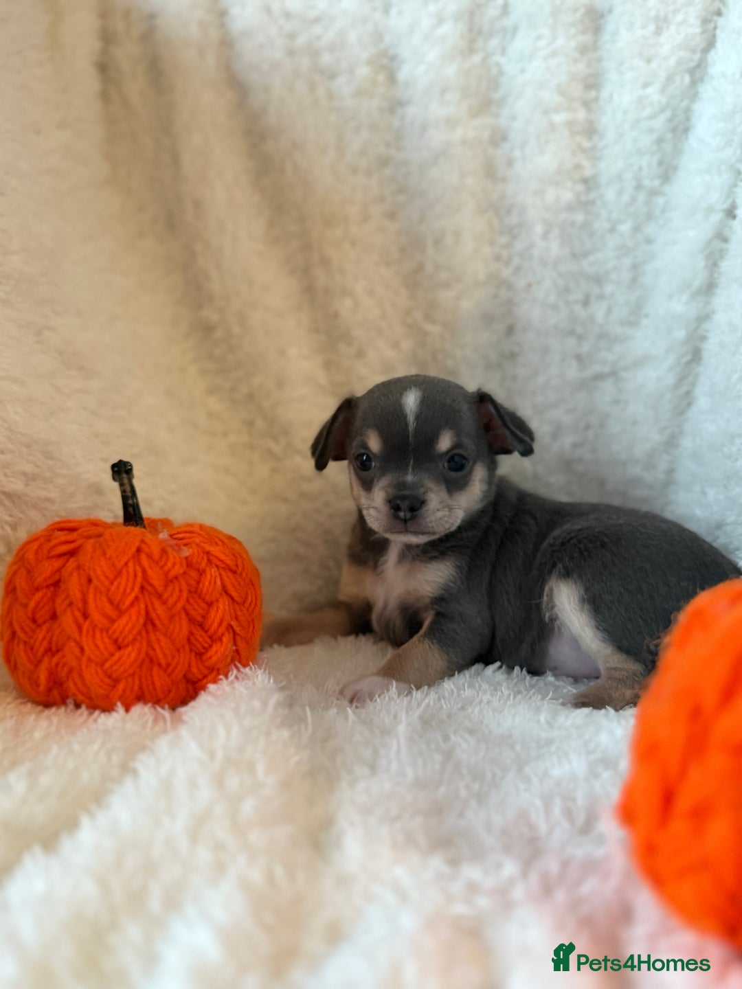 Chihuahua dogs for sale: Chihuahua - Image 7