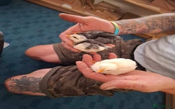 Chickens poultry for sale: Leghorn chicks  - Image 2