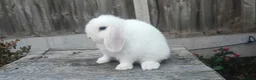 Mini Lop rabbits for sale: Minilop bunnies and Adult Female  - Advert 9