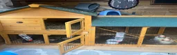 Mini Lion Lop rabbits for sale: Two mini lion lop male rabbits with full set up  - Advert 7