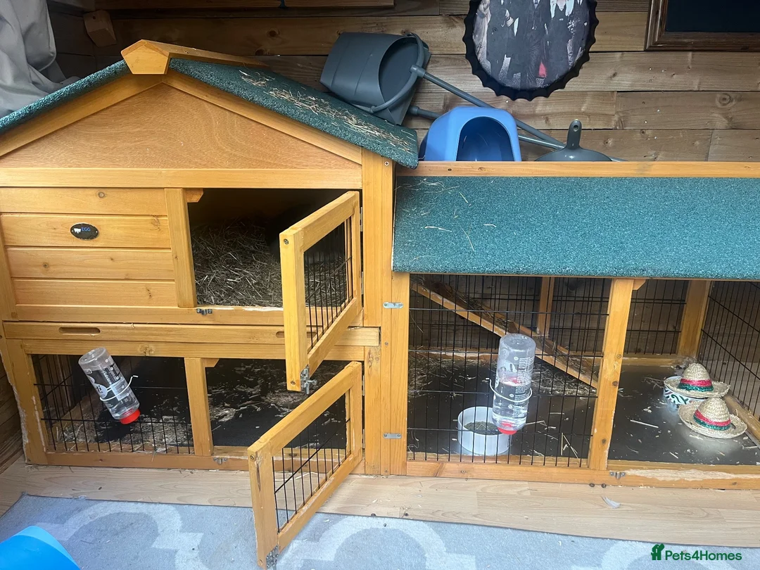 Mini Lion Lop rabbits for sale: Two mini lion lop male rabbits with full set up  - Advert 7
