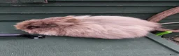 Lionhead rabbits for sale: Beautiful Male Baby. - Advert 9