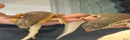 Skink reptiles for sale: Pair blue tongue and group Berber skinks  - Advert 9
