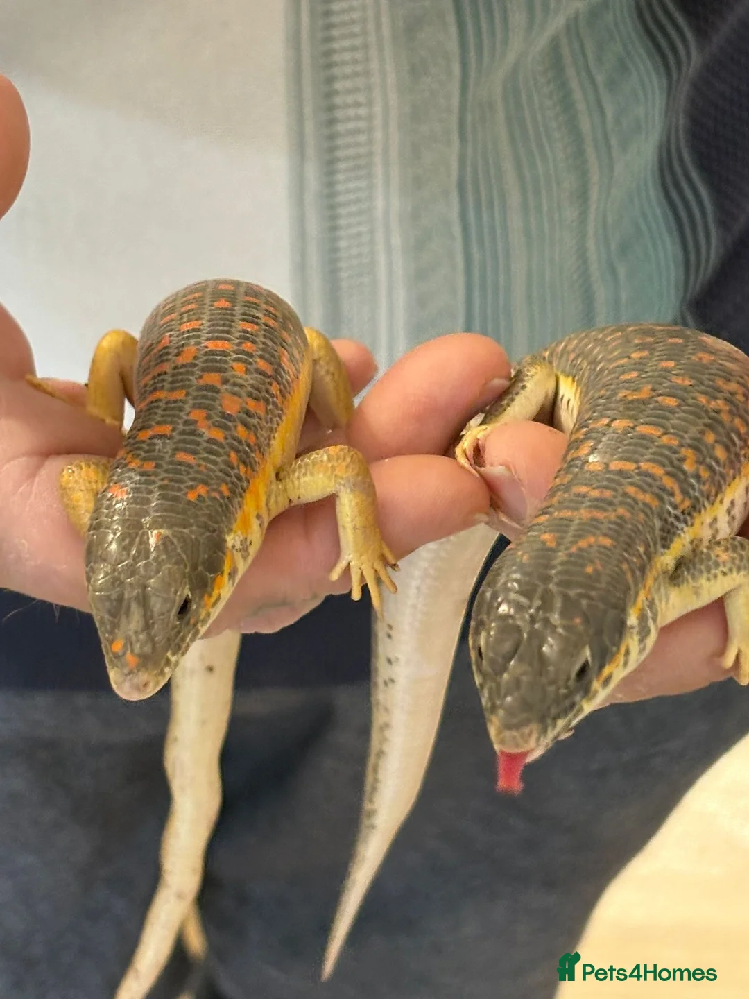 Skink reptiles for sale: Pair blue tongue and group Berber skinks  - Advert 9