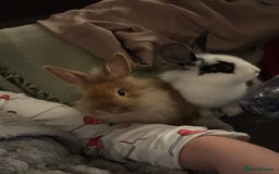 Lionhead rabbits for sale: 2 rabbits 10 months old  - Image 9