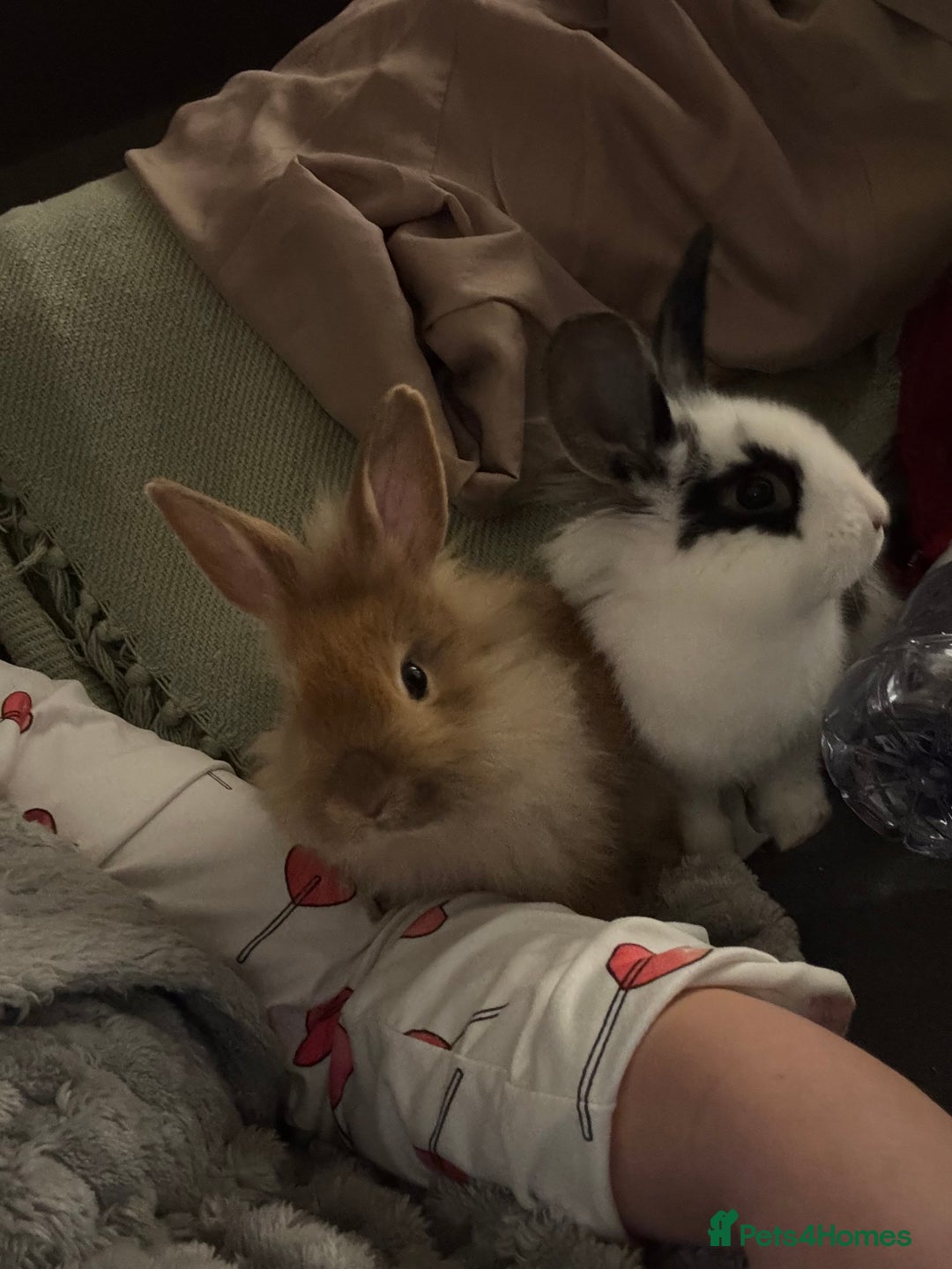Lionhead rabbits for sale: 2 rabbits 10 months old  - Image 9