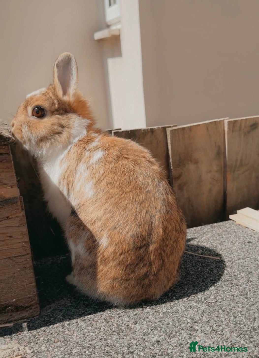 Netherland Dwarf rabbits Netherlands dwarf girl  - Advert 2