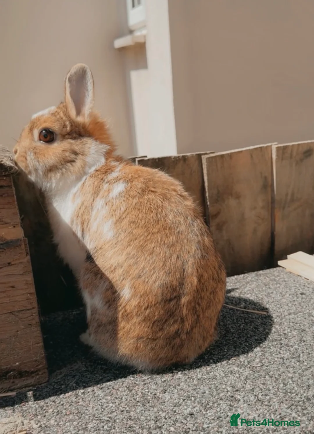 Netherland Dwarf rabbits for sale: Netherlands dwarf girl  - Advert 2