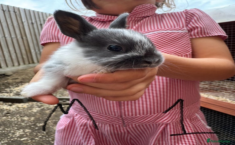 Mixed Breed rabbits - Advert 6