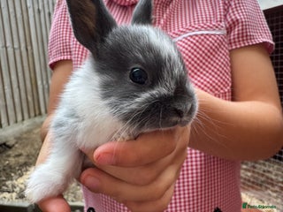 Mixed Breed rabbits - Advert 26