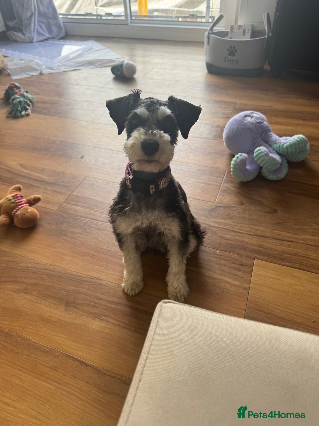 Miniature Schnauzer dogs for sale: Absolutely stunning girl 18months old  - Advert 7