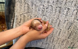 Cockapoo dogs for sale: 🐾 F1 Top Class 🐾  - Image 12