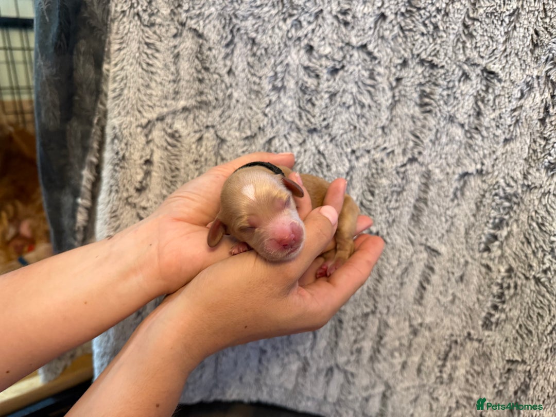 Cockapoo dogs for sale: 🐾 F1 Top Class 🐾  - Image 12