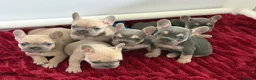 French Bulldog dogs for sale: Last 2 stunning French bulldog girls - Advert 6