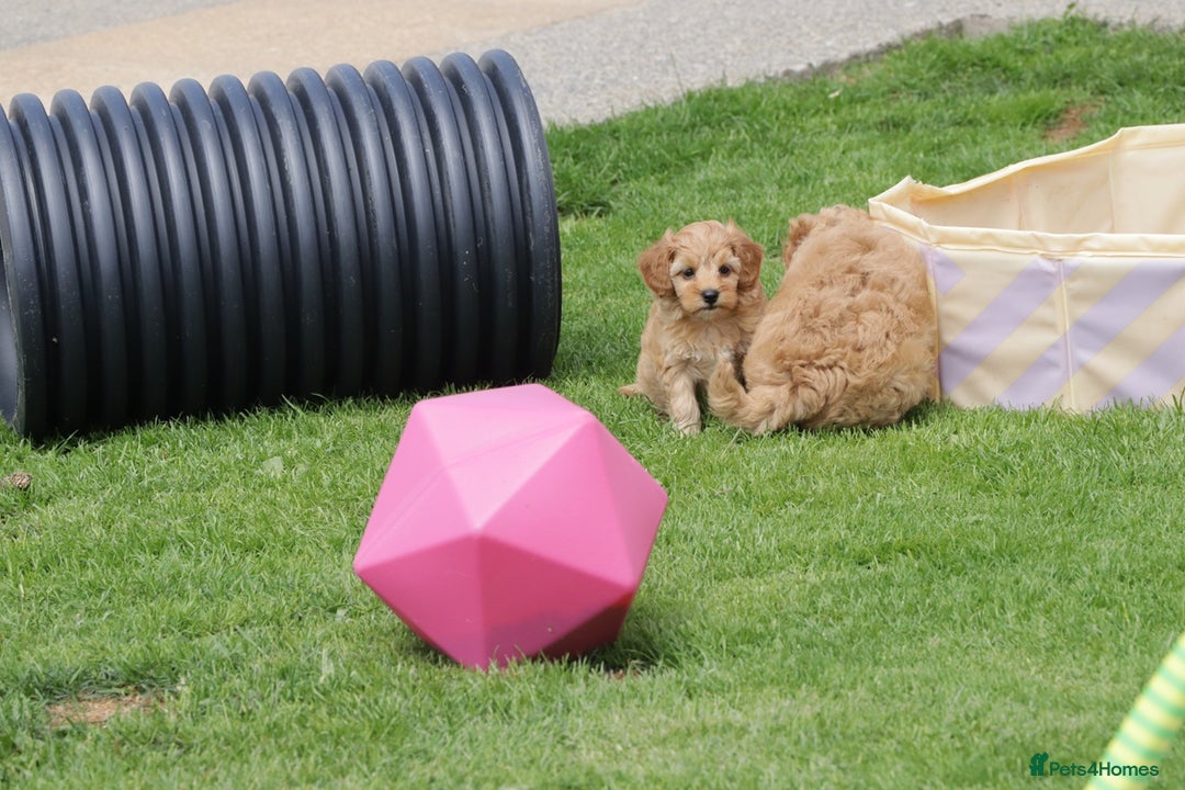Cockapoo dogs for sale: Beautiful Cockapoo puppies for sale - Image 17