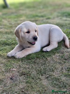 Labrador Retriever dogs affectionate Labrador retriever girl for sale in Birmingham - Advert 1