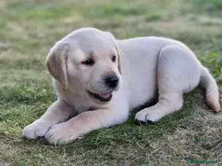 Labrador Retriever dogs affectionate Labrador retriever girl for sale in Birmingham - Advert 1