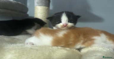 Mixed Breed cats - Advert 8