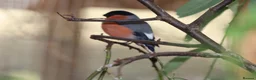 Finches birds for sale: Spare Native Bullfinch Cock - Advert 2
