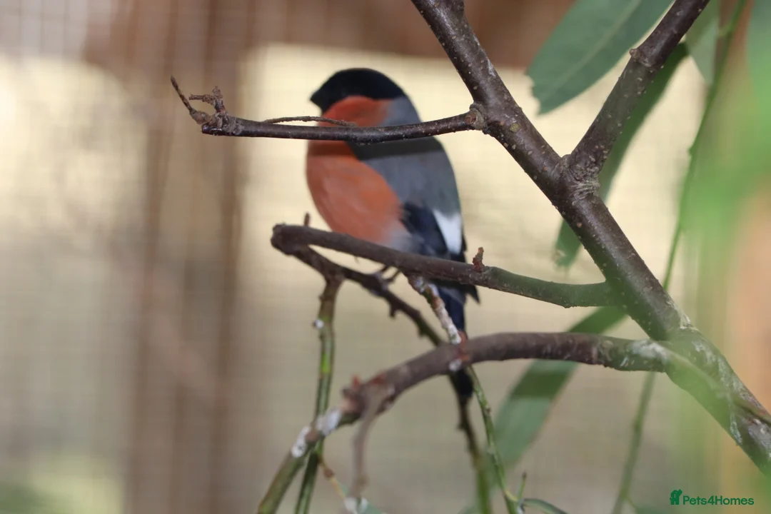 Finches birds for sale: Spare Native Bullfinch Cock - Advert 2