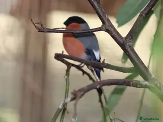 Finches birds Spare Native Bullfinch Cock - Advert 2