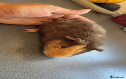 Guinea Pig rodents for sale: Male Guinea Pig Looking for a Loving Home - Image 3
