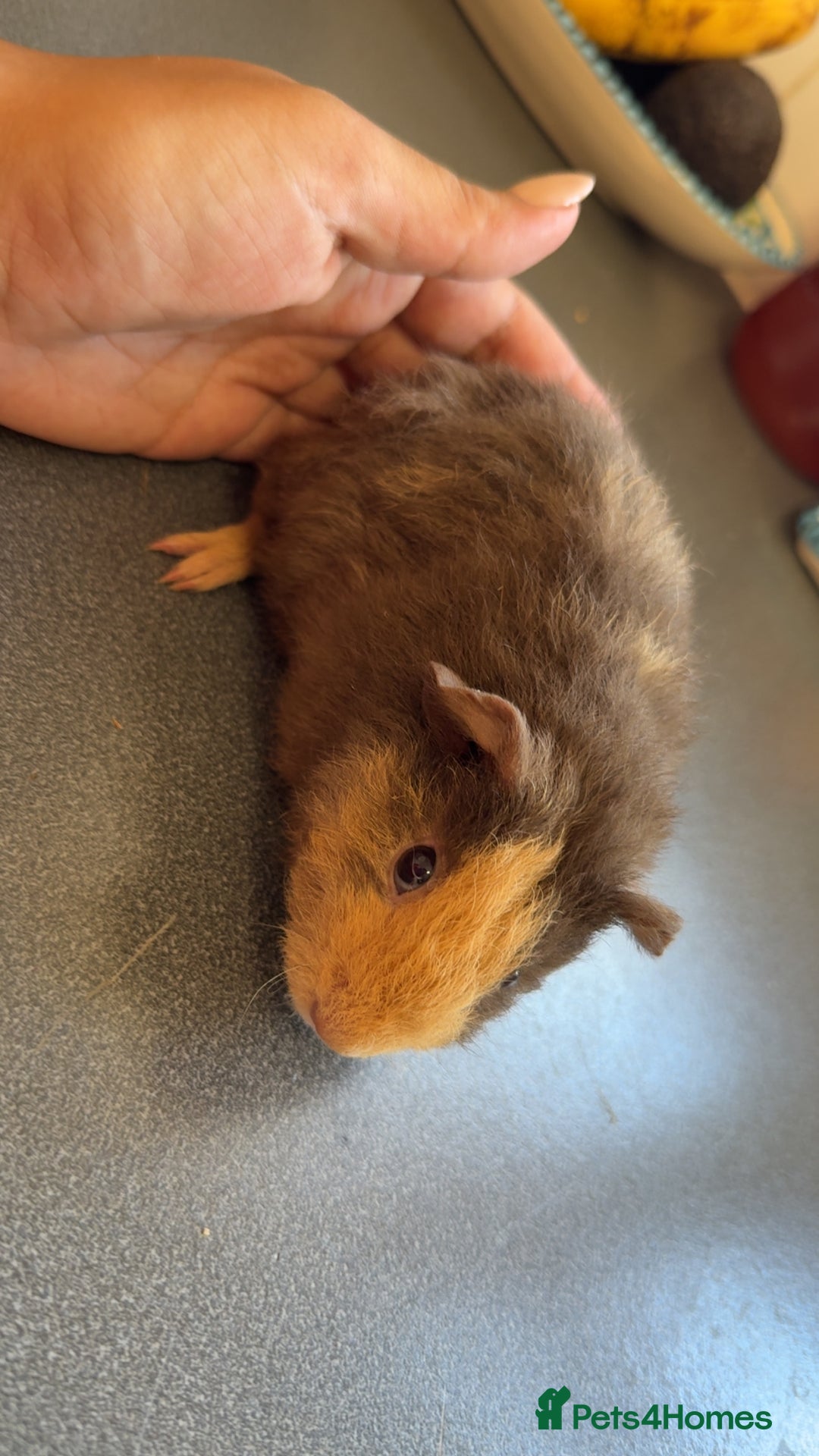 Guinea Pig rodents for sale: Male Guinea Pig Looking for a Loving Home - Image 3