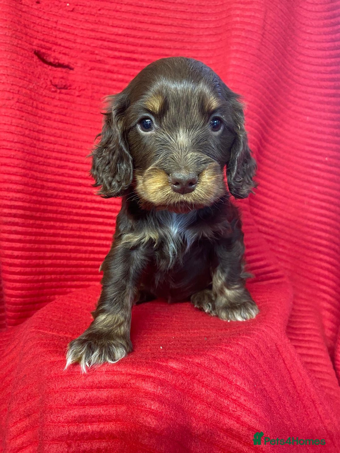 Cocker Spaniel dogs for sale: Kc show type puppies  - Advert 8