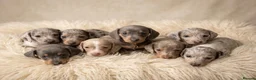 Miniature Dachshund dogs for sale: Miniature dachshund puppies 🐶  - Advert 14
