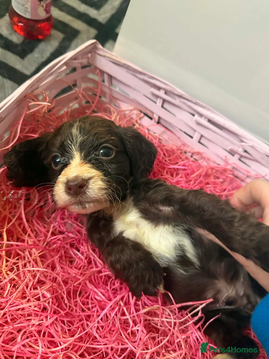 Sprocker dogs for sale: stunning sprocker spaniels!!! - Advert 4