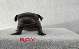 Staffordshire Bull Terrier dogs for sale: Kc reg black blue staffy puppies  - Image 13