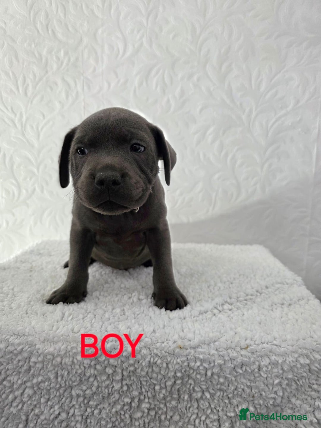Staffordshire Bull Terrier dogs for sale: Kc reg black blue staffy puppies  - Image 13