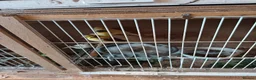 Canaries birds for sale: 5 unsexed canaries  - Advert 4