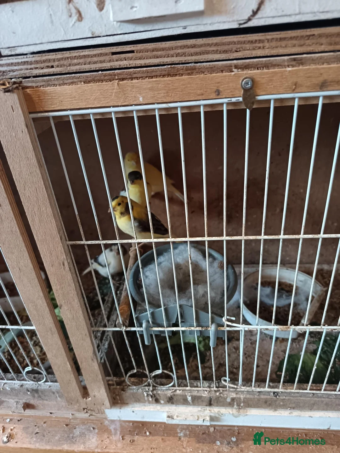 Canaries birds for sale: 5 unsexed canaries  - Advert 4
