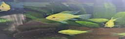 Cichlids fish for sale: Dark knight and golden cichlid rams - Advert 6
