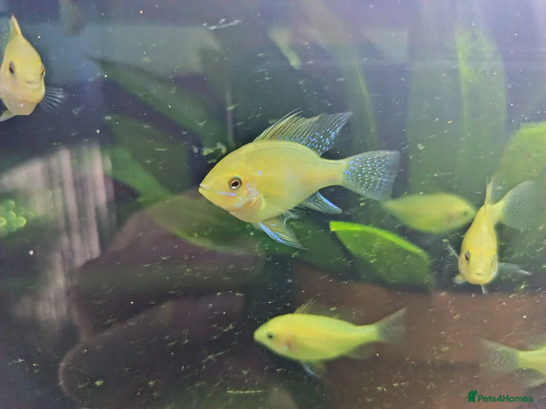 Cichlids fish for sale: Dark knight and golden cichlid rams - Advert 6