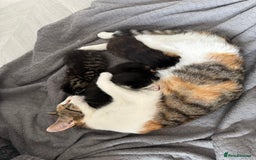 Mixed Breed cats for sale: 2 lovely female kittens  - Image 7