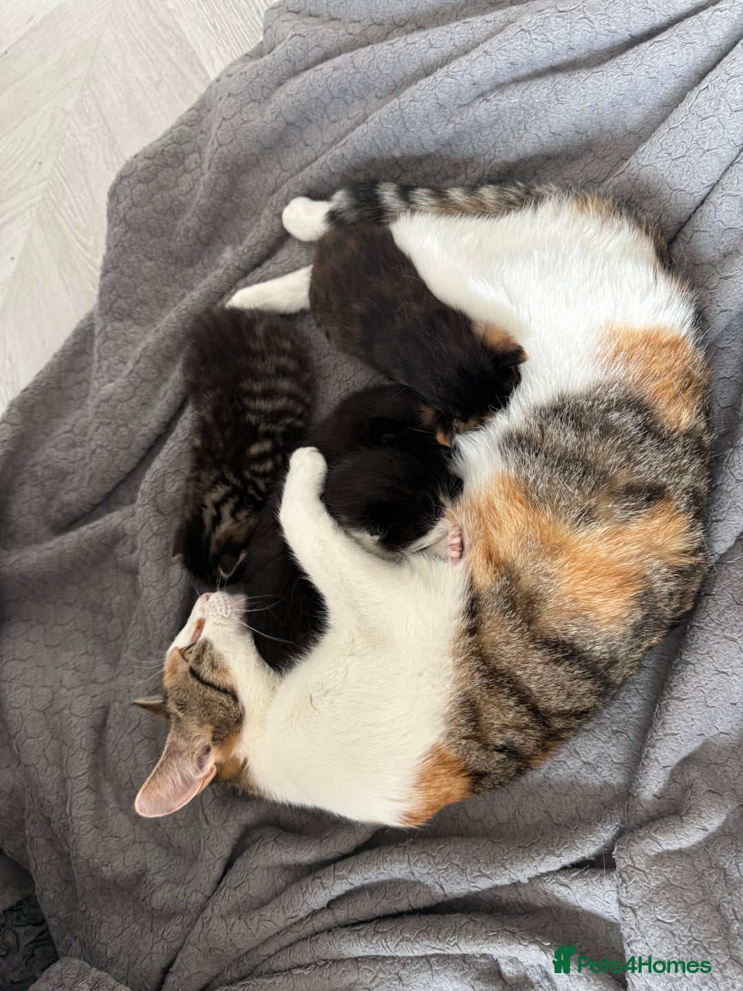 Mixed Breed cats for sale: 2 lovely female kittens  - Image 7
