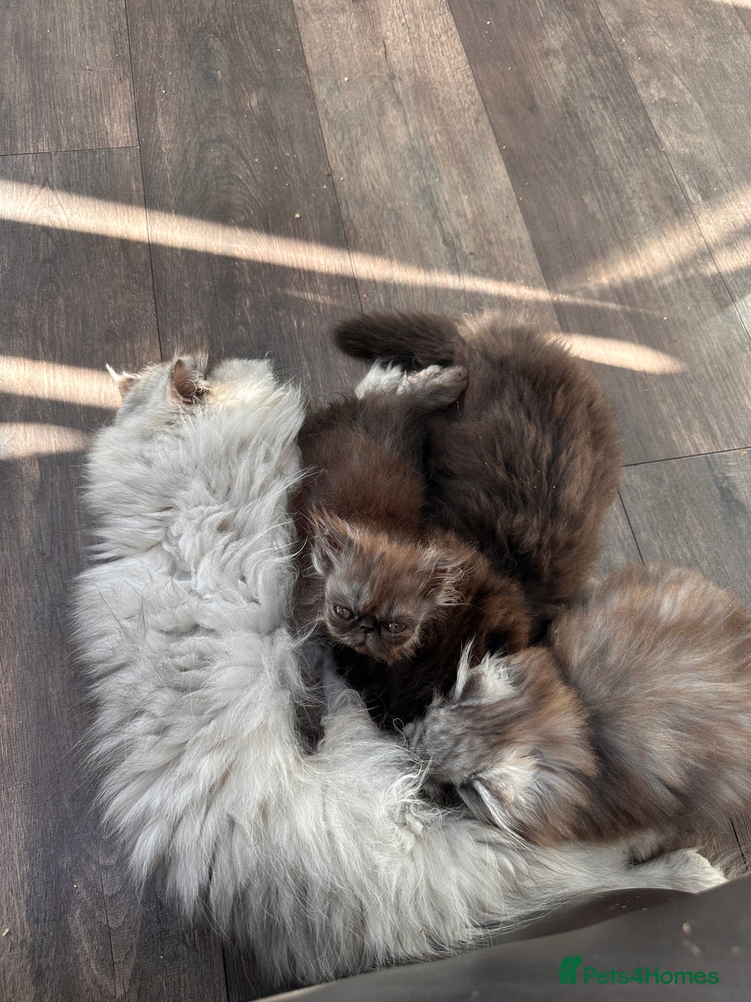 Persian cats for sale: Persian cats for sale - Advert 3