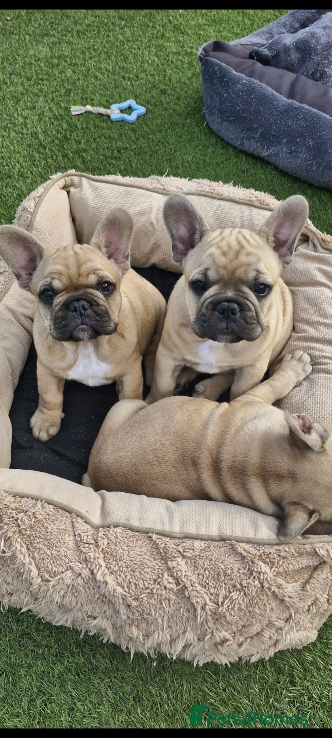 French Bulldog dogs for sale: Two fawn girl French bulldogs - Image 5